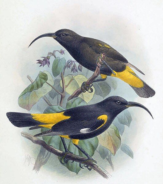 File:Drepanis pacifica-Keulemans.jpg