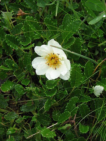 File:Dryas octopetala01.jpg