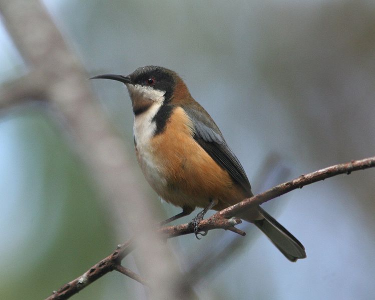 File:Eastern Spinebill.jpg