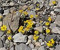 Eriophyllum wallacei