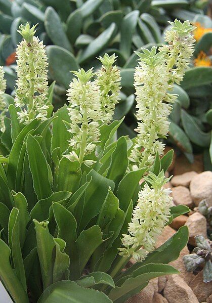 File:Eucomis zambesiaca 01.jpg