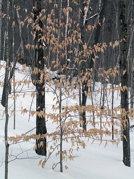 File:Fagus grandifolia CT3.jpg