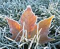 Frosty leaf