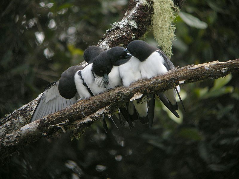 File:Great Woodswallow group.jpg