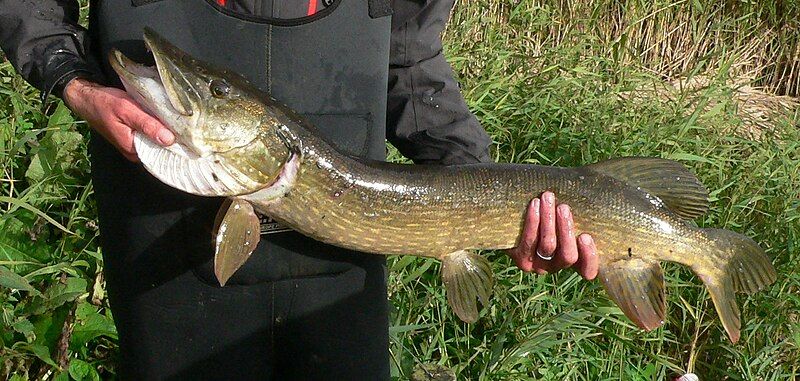 File:HandlingBigPike.JPG