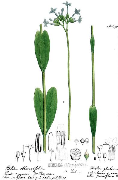 File:Helia oblongifolia-Martius.jpg