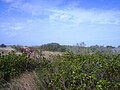 Coastal vegetation, with gullfeed in foreground