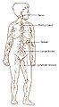 Lymphatic system