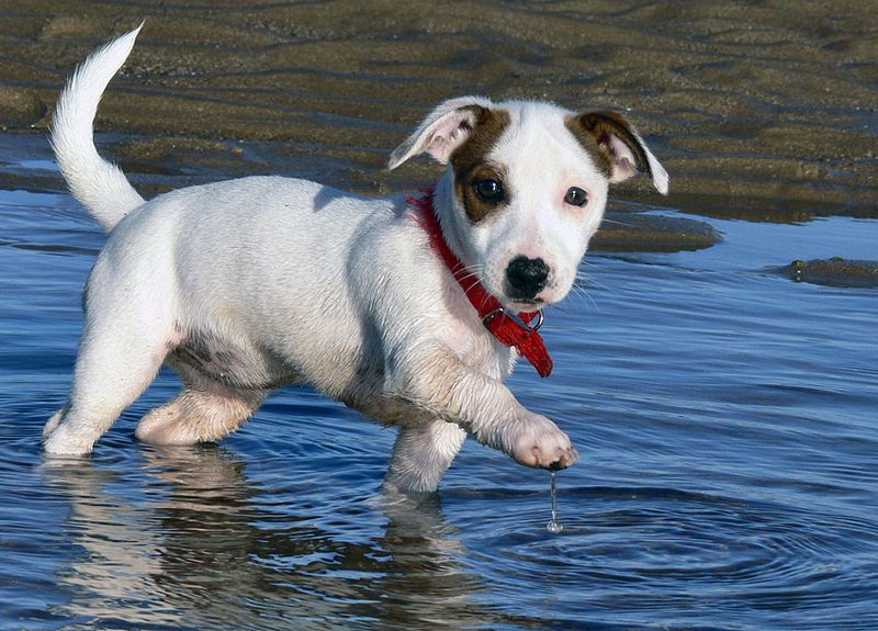 File:Jack Russell Puppy.jpg