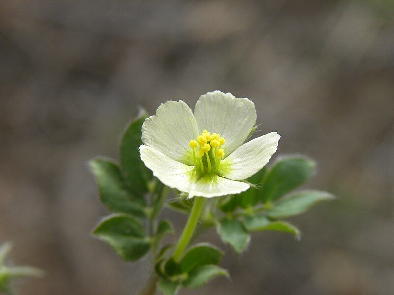 File:Kallstroemia pubescens.JPG