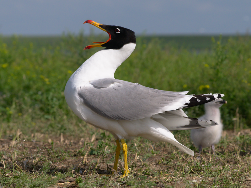 File:Larus ichtyaetus 1.png