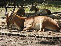 Lechwe