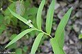 flowers and leaves