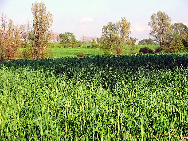 File:Maize field.jpg