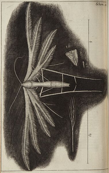 File:Micrographia Schem 30.jpg