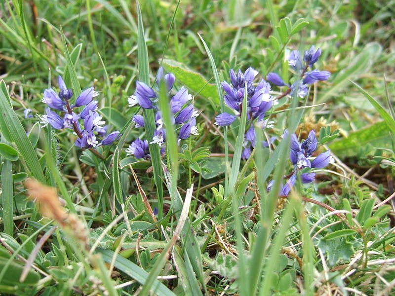 File:Milkwort blue.JPG