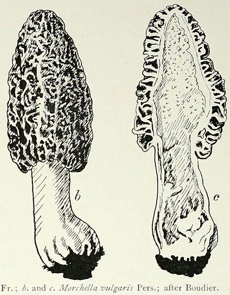 File:Morchella vulgaris.jpg