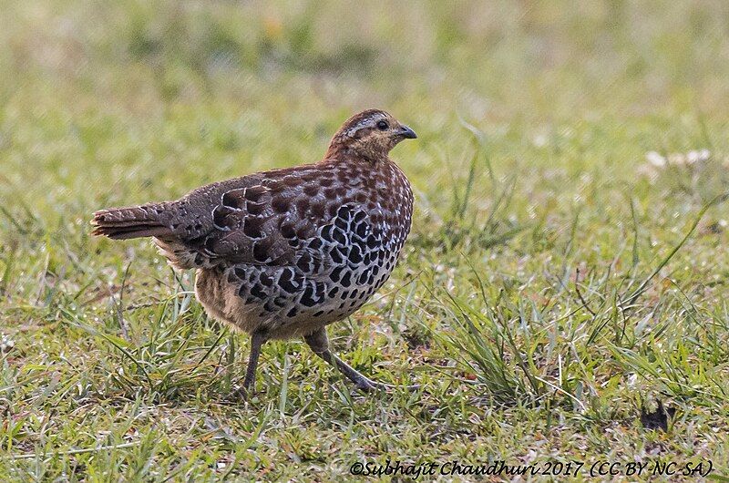 File:Mountain Bamboo Partridge.jpg