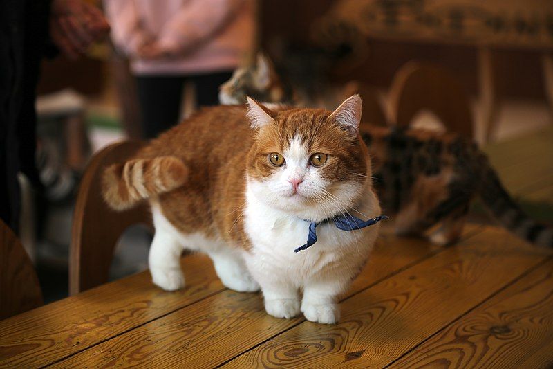 File:Munchkin cat 2.jpg