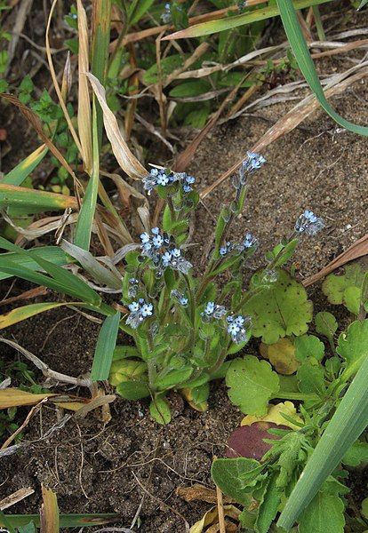 File:Myosotis micrantha 31268017.jpg