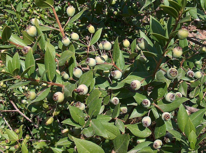 File:Myrtus communis4.jpg