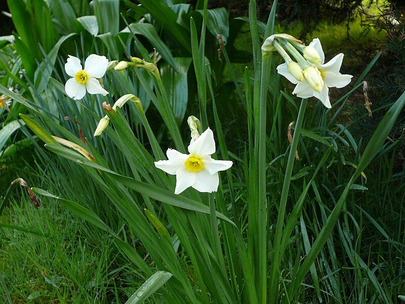 File:Narcissus medioluteusRHu.jpg