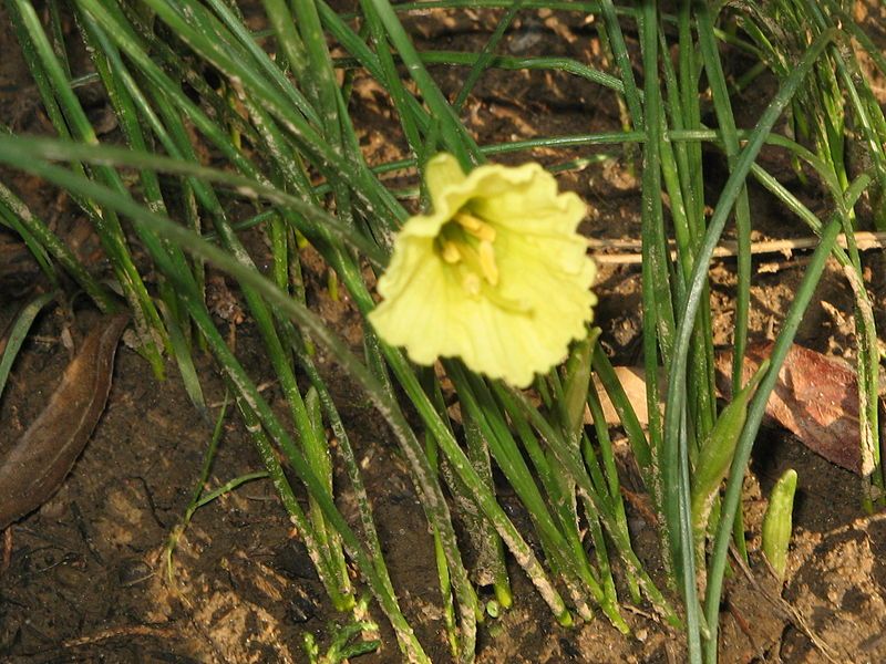 File:Narcissus romieuxii2.jpg