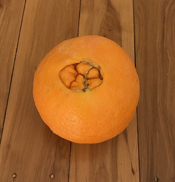 File:Navel orange.jpg