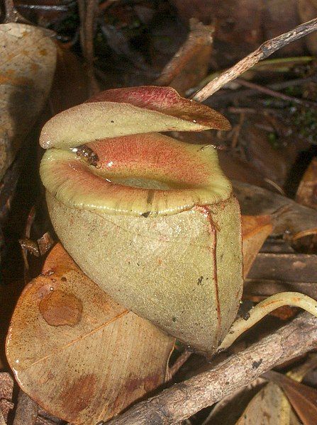 File:Nepenthes tenuis4.jpg