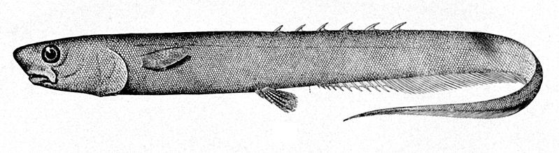 File:Notacanthus bonaparte.jpg