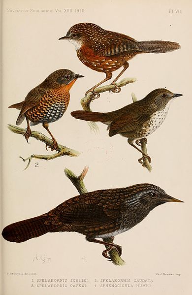 File:Novitates Zoologicae1910PlateVII.jpg