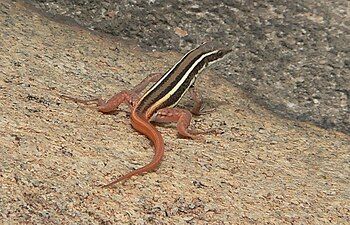 Dorsal view