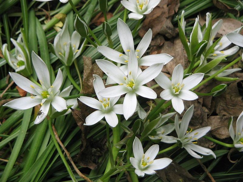 File:Ornithogalum umbellatum close-up2.jpg