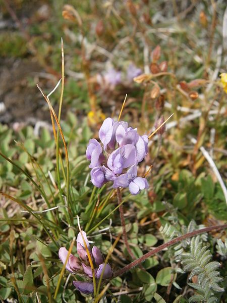 File:Oxytropis helvetica 004.JPG