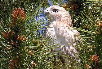 Red-tailed hawk, Prospect Park