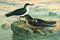 Manx shearwater, Puffinus puffinus (A)