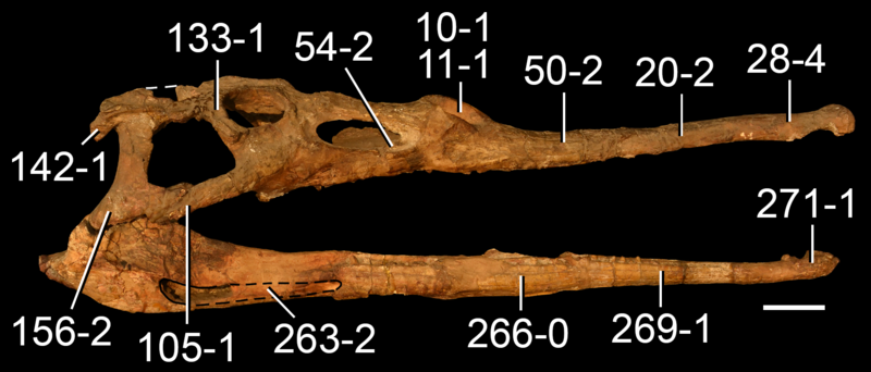 File:Parasuchus hislopi skull.png