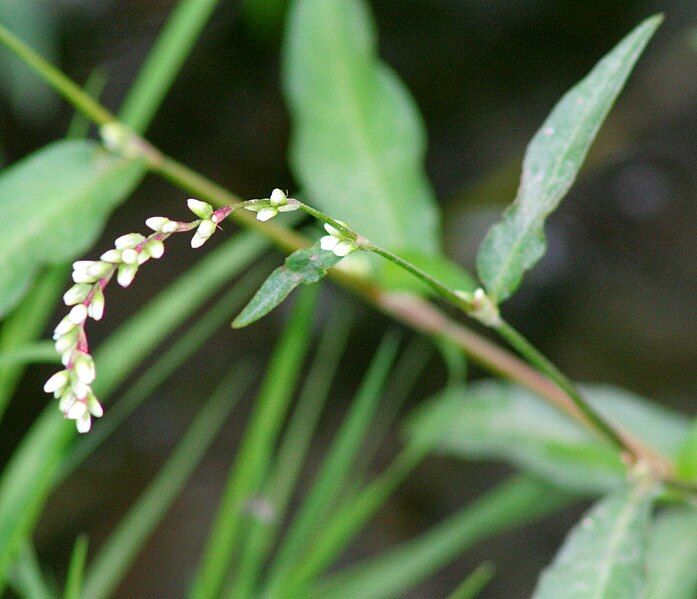 File:Persicaria mitis ENBLA01.jpg