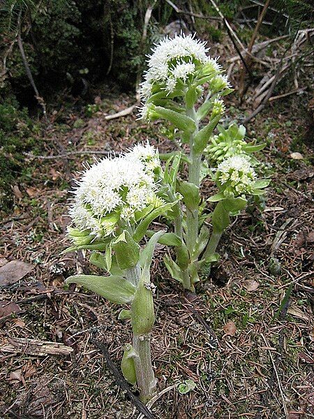 File:Petasites spurius blossom.jpg