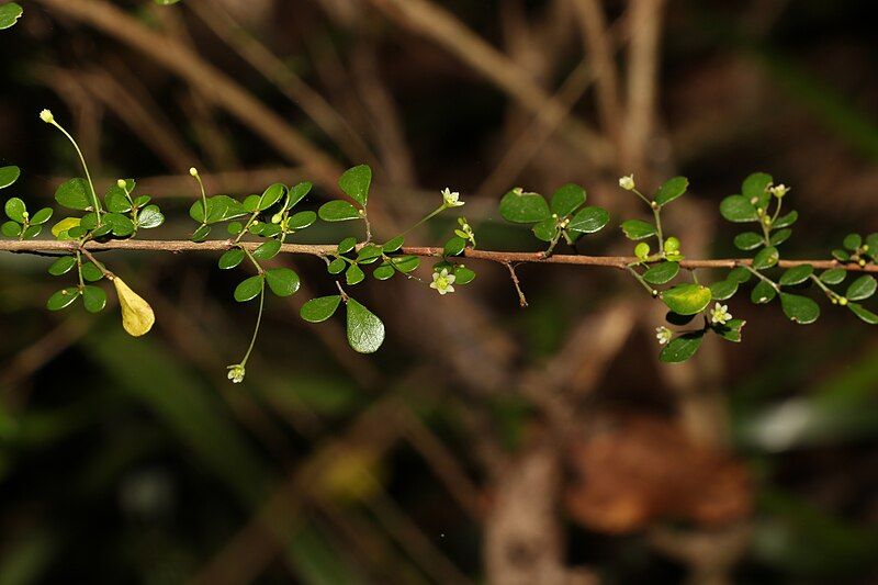 File:Phyllanthus microcladus 284261541.jpg