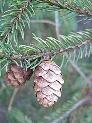 cones and foliage