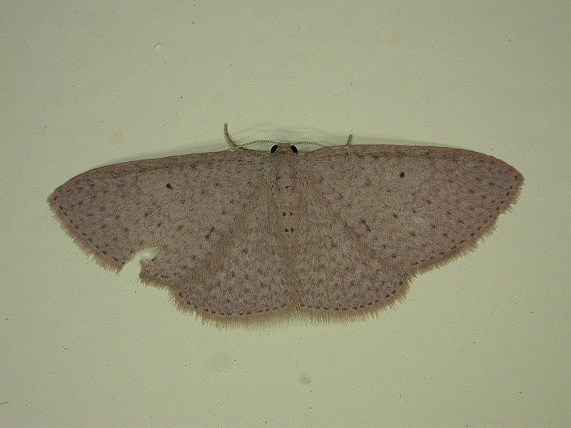 File:Poecilasthena anthodes.jpg