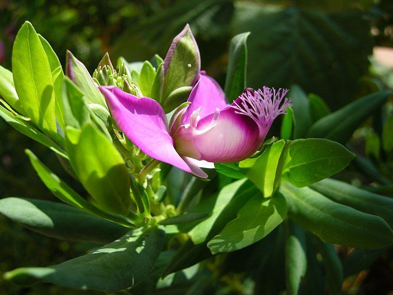 File:Polygala myrtifolia (2921770836).jpg