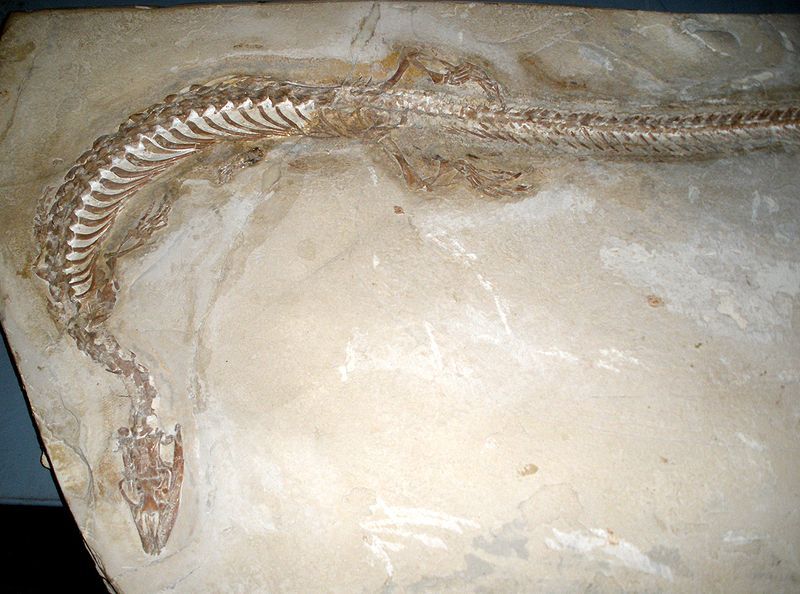 File:Pontosaurus lesinensis detail.JPG