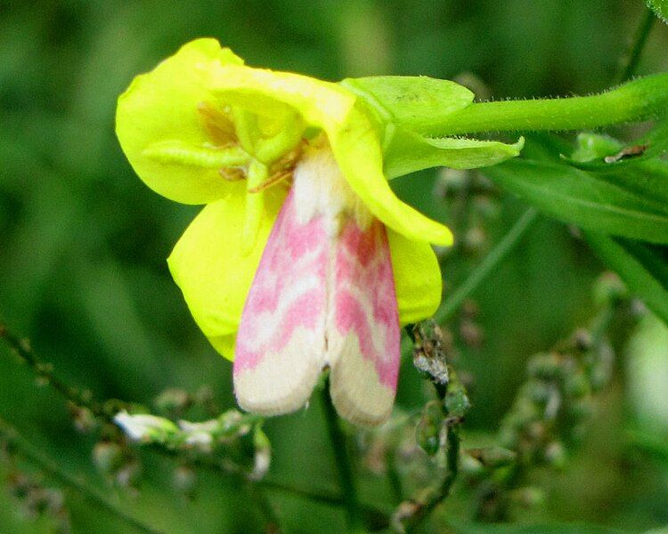 File:Primrose Moth.jpg