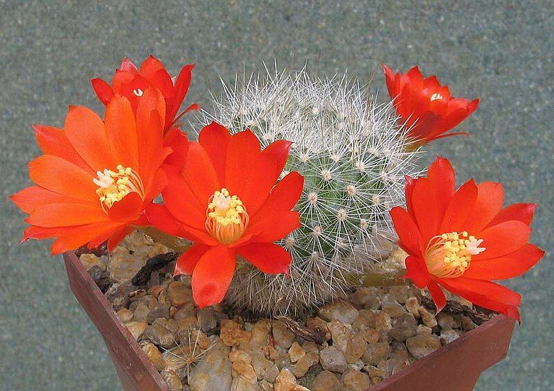 File:Rebutia fiebrigii 1.jpg