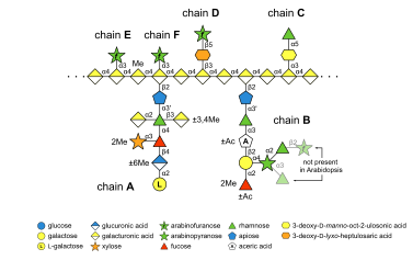 File:Rhamnogalacturonan II.svg