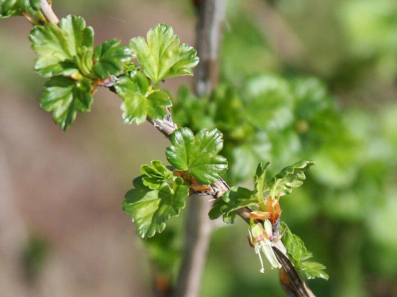 File:Ribes rotundifolium 233-008.jpg