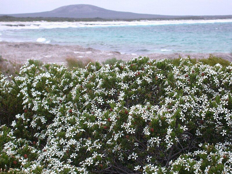 File:Ricinocarpos megalocarpus habit.jpg