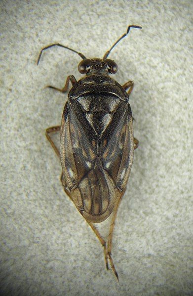 File:Saldula opacula.jpg